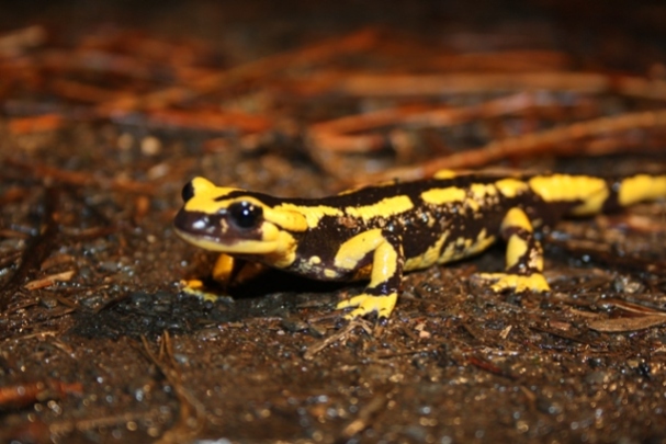 Salamandra salamandra (2011 PE_Lloma) (2)web